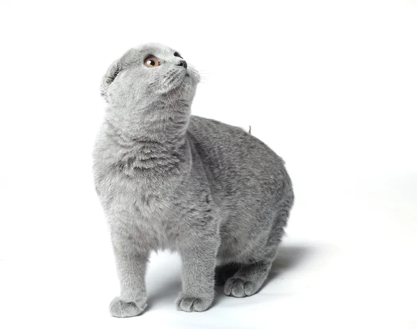 Gatto grigio — Foto Stock