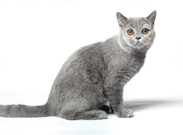 Grå katt — Stockfoto