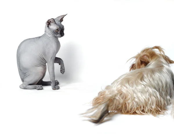 Собака и кошка — стоковое фото