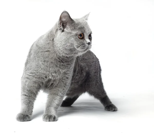 Gato gris — Foto de Stock