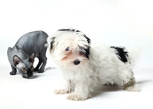 Cão e gato — Fotografia de Stock