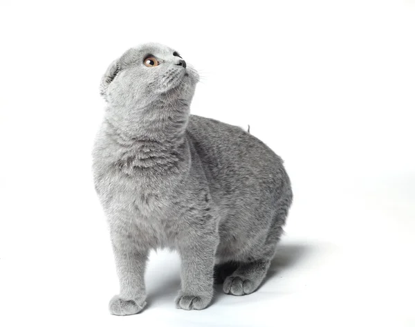 Grey cat Stock Picture