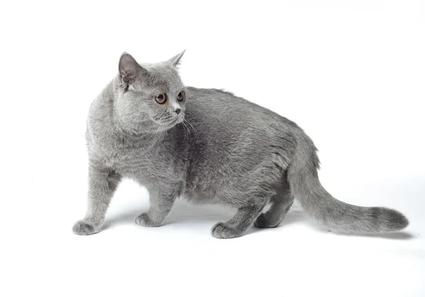 Gato gris Imagen de stock