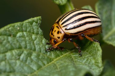 Colorado patates böceği (Leptinotarsa decemlineata)