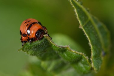 Colorado Patates böceği kırmızı larva patates yaprakları yiyor.