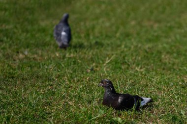 İki güvercin yeşil çimlerin üzerinde duruyor.