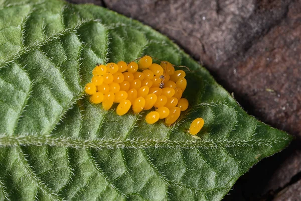 Colorado Potato Beetle Eggs Eat Potato Leaves Leptinotarsa Decemlineata — Stock Photo, Image