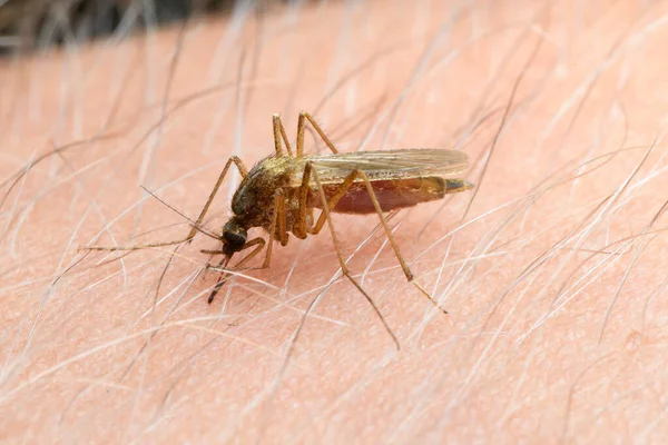 Mosquito Braço Homem Espetou Sua Picada Está Bebendo Sangue Inseto — Fotografia de Stock