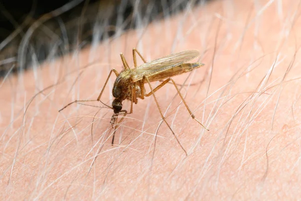 Mosquito Braço Homem Espetou Sua Picada Está Bebendo Sangue Inseto — Fotografia de Stock