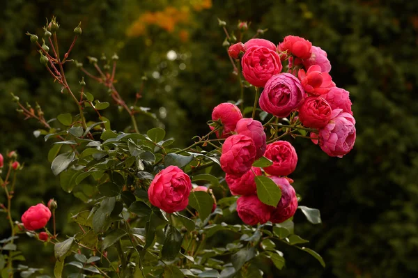 Cespuglio Belle Rose Rosa — Foto Stock