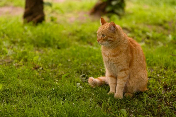 Bahçedeki Yeşil Çimlerin Üzerinde Oturan Kırmızı Kedi — Stok fotoğraf