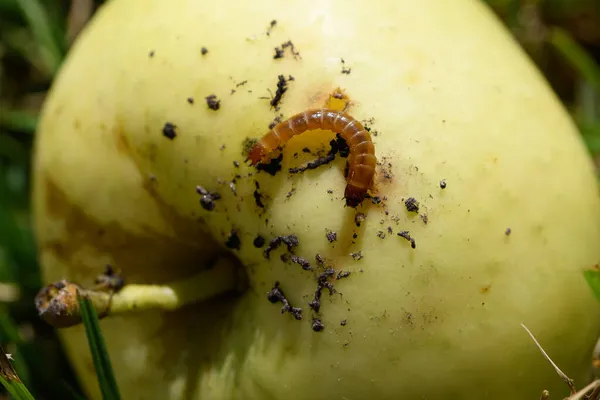 Larva Ulat Rambut Elateridae Dari Lucian Larva Duduk Atas Apel Stok Foto Bebas Royalti