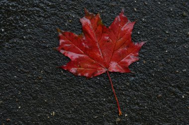 Kırmızı akçaağaç yaprağı asfalt yolda uzanıyor. Makro fotoğraf
