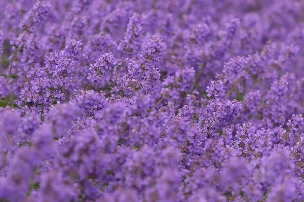 Flores Moradas Lavanda Enfocado Uno Primer Plano Cerca Textura —  Fotos de Stock