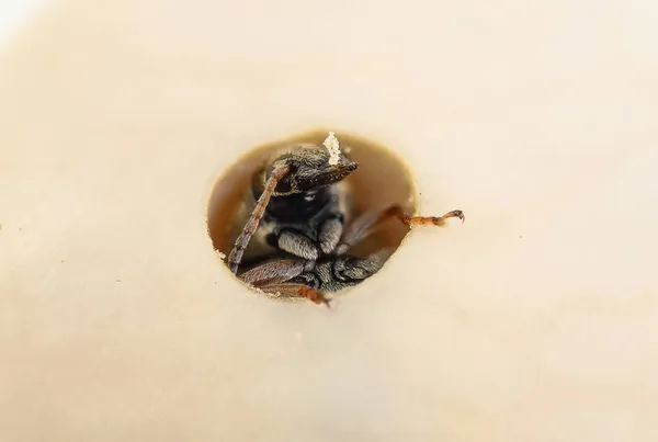 Bean Weevil Bruchinae Close Macro — Stock Photo, Image