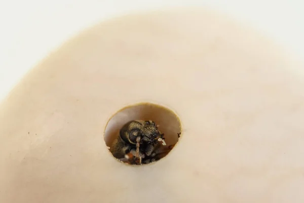 Fasulye Biti Bruchinae Yakın Plan Makro — Stok fotoğraf