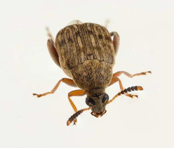 Bean Weevil Bruchinae Close Macro Zijaanzicht — Stockfoto