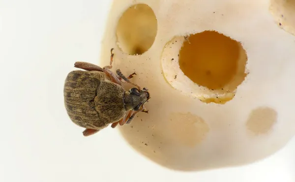 Bean Weevil Bruchinae Close Macro —  Fotos de Stock