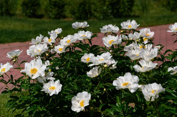 Paeonia Lactiflora Sayap Putih Peony Bunga Putih Dengan Hijau Stok Gambar Bebas Royalti