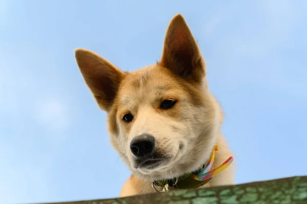 Mały Brązowy Pies Wspinaczka Skale Tle Błękitnego Nieba — Zdjęcie stockowe