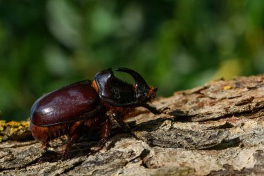 Dynastinae ya da gergedan böcekleri ağaçta