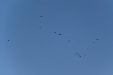 Mavi gökyüzünde bir kuş sürüsü