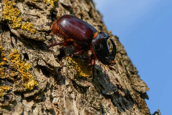 青空を背景にしたツリー上の動物性甲虫 — ストック写真