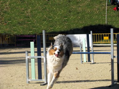 köpek iyi bir form içinde