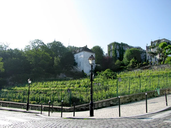 Vineyards in Paris — Stock Photo, Image