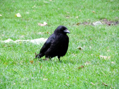 Corvus siyah