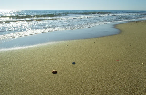 Coquillages au bord de la mer sur la plage — Photo