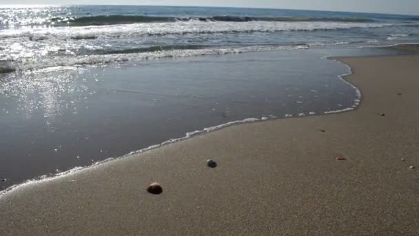 Muszle na plaży brzegu hd — Wideo stockowe