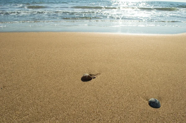 Mušle na břehu moře na pláži — Stock fotografie