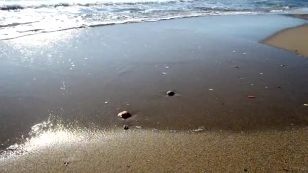 Conchas en la orilla del mar — Vídeo de stock