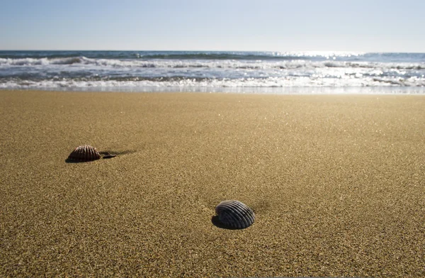 Shells on the sea shore on the beach — Stock Photo, Image