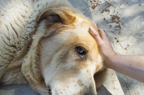 Mujer con su mano acariciando su perro rubio — Foto de Stock