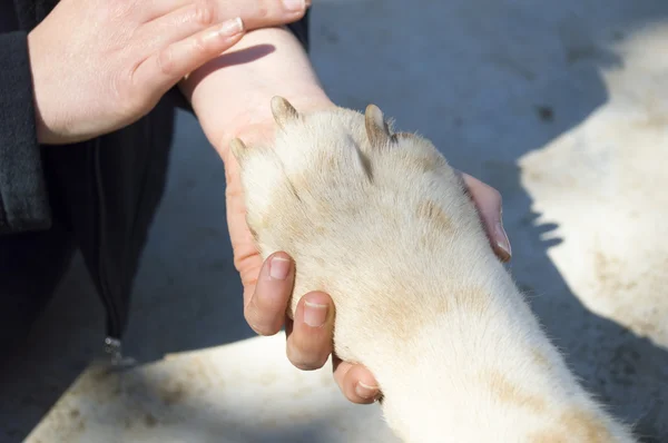 Mujer con su mano acariciando a su perro rubio — Foto de Stock