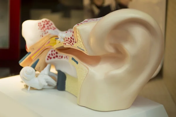 人間の耳の薬のためのモデル — ストック写真
