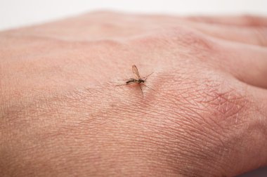 mosquito sucking blood from human hand clipart