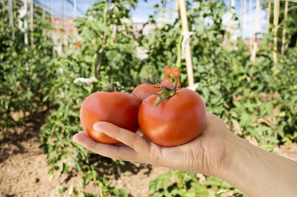 Hand holding red tomatoes — Stock Photo, Image