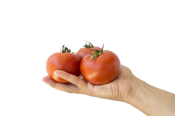 Hand holding red tomatoes — Stock Photo, Image