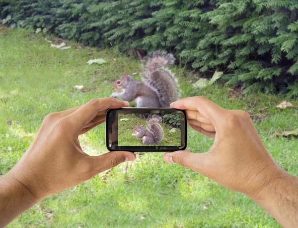 Photographing a squirre — Stock Photo, Image