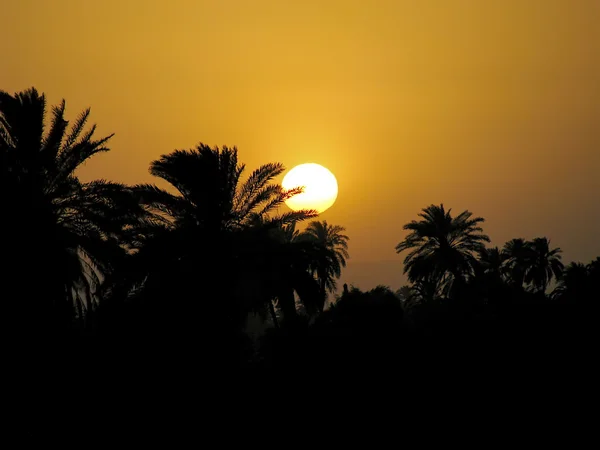 Dolina słońca i palmy — Zdjęcie stockowe