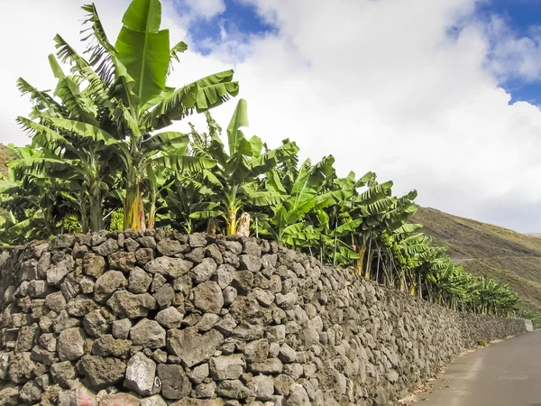 Plantación de plátanos — Foto de Stock