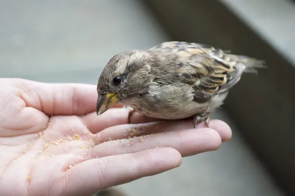 Un passero nel palmo della tua mano — Foto Stock