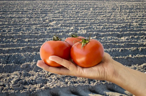 Agriculteur montrant quelques tomates — Photo