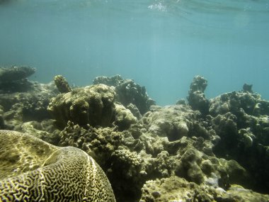 Kızıl denizdeki mercan kayalıkları