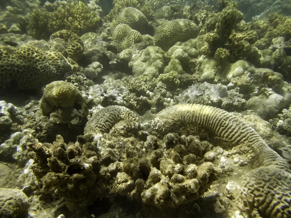 Pequenos corais — Fotografia de Stock