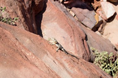 sürüngen bir kayaya Jordan Wadi Rum çöl