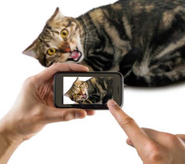 kedi fotoğraf çekmek gibi değil